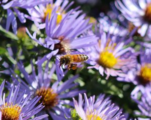 Minding Your Bees and Cues