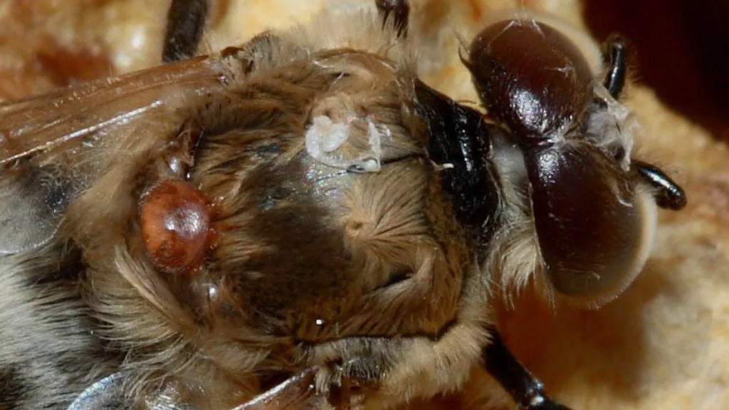 Identification of a Parasite-Specific Viral Infection Associated with an Apis mellifera Honey Bee Colony from the Midwest